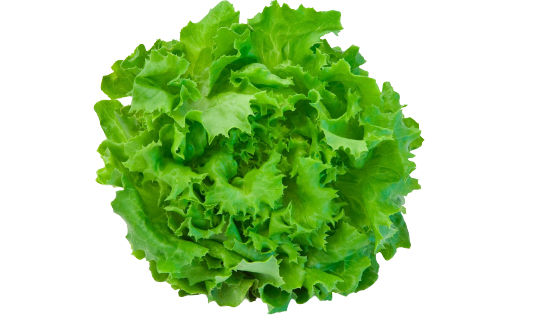 Looseleaf lettuce